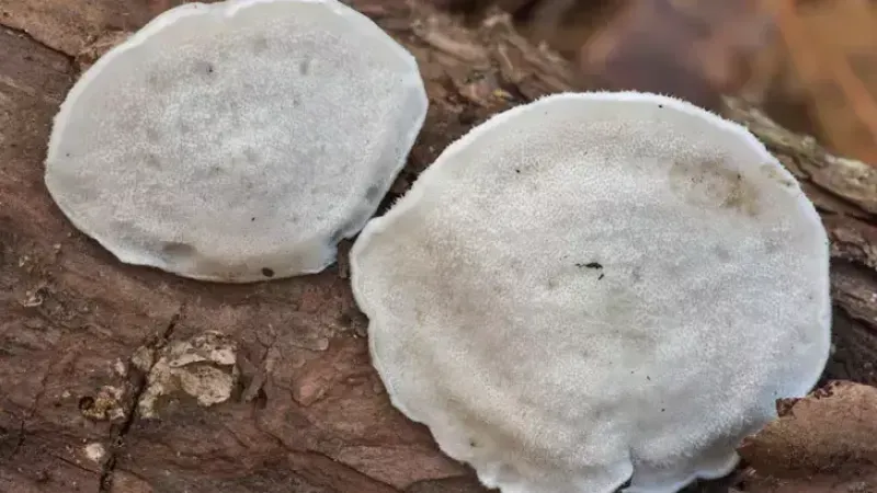 Bilim insanları en acı maddeyi buldu