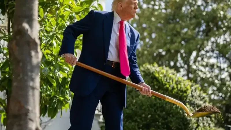 Trump, Beyaz Saray bahçesinde altın kürekle ağaç dikti