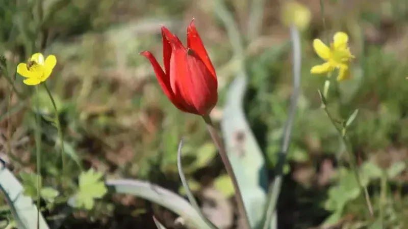 10 gün canlı kalabilen Manisa laleleri açtı