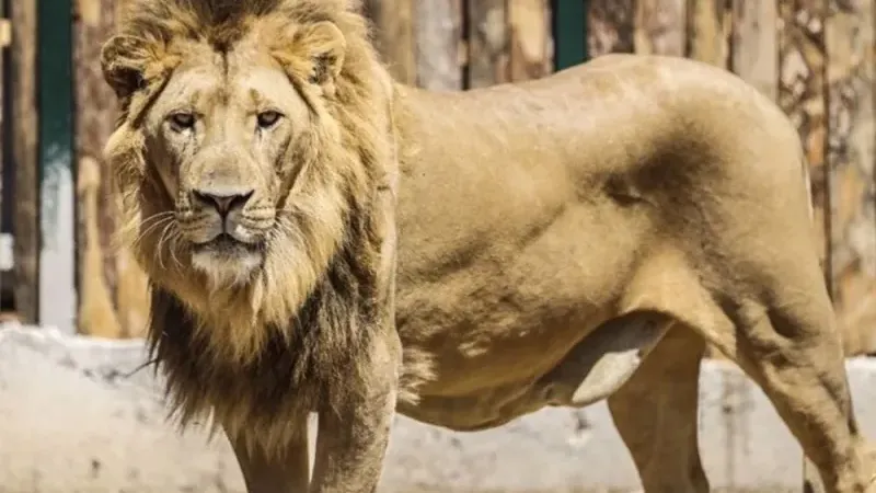 Antalya Manavgat'ta aslan dehşeti: Kafesinden kaçtı, bir kişiyi yaraladı
